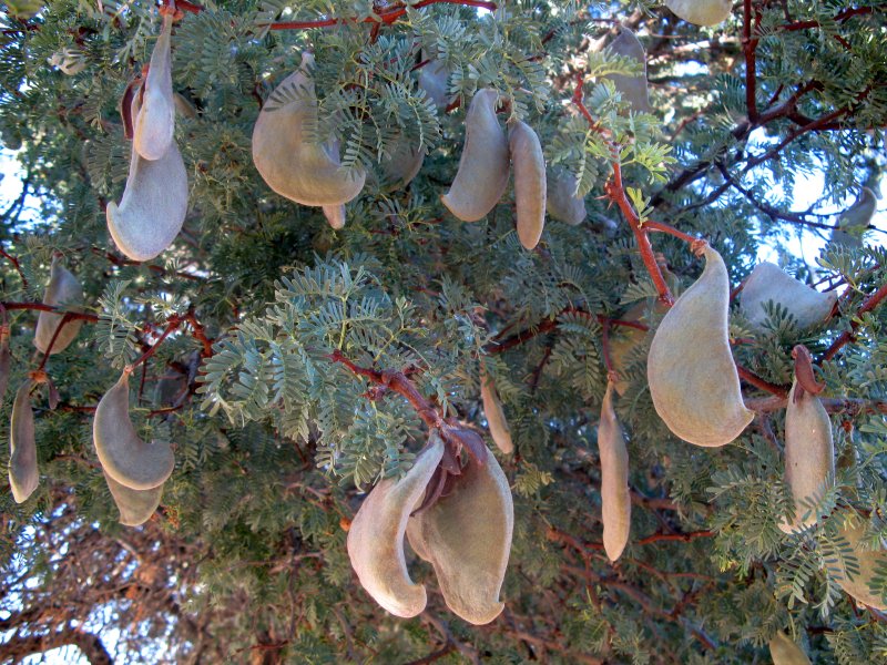 Acacia erioloba