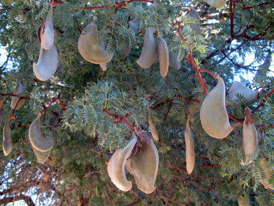 Acacia erioloba