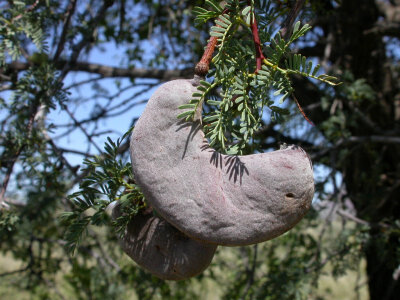 Acacia erioloba