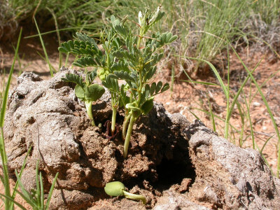 Acacia erioloba