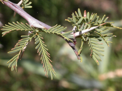 Acacia erioloba