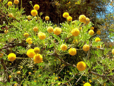 Acacia erioloba