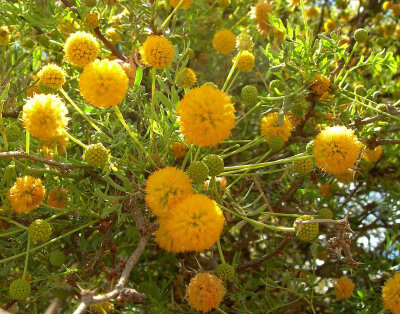 Acacia erioloba