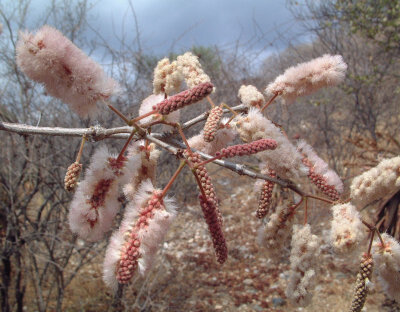 Acacia erubescens