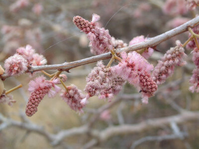 Acacia erubescens