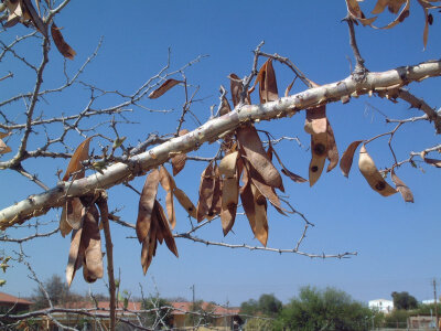 Acacia erubescens