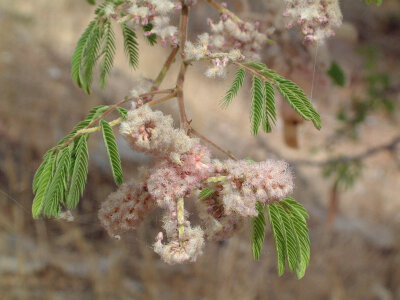 Acacia erubescens