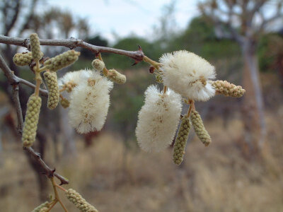 Acacia erubescens