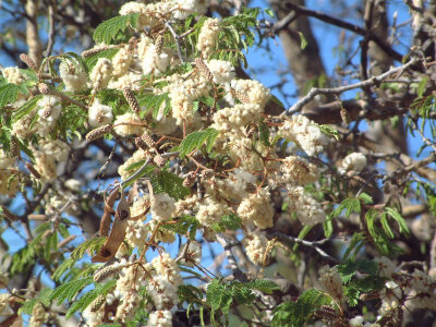 Acacia erubescens