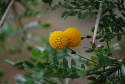 Acacia exuvialis