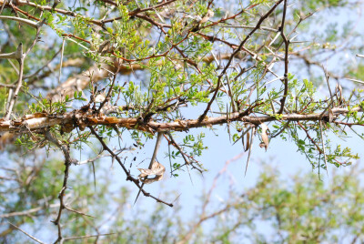 Acacia exuvialis