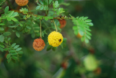 Acacia exuvialis