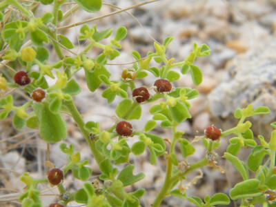 Aizoanthemum dinteri