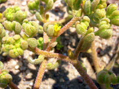 Aizoanthemum galenioides