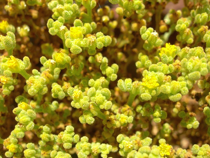 Aizoanthemum galenioides