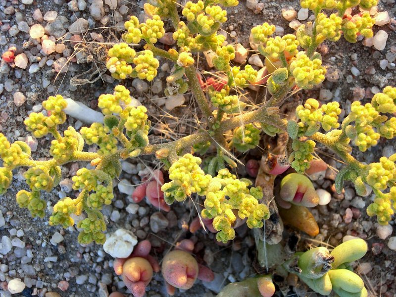 Aizoanthemum galenioides