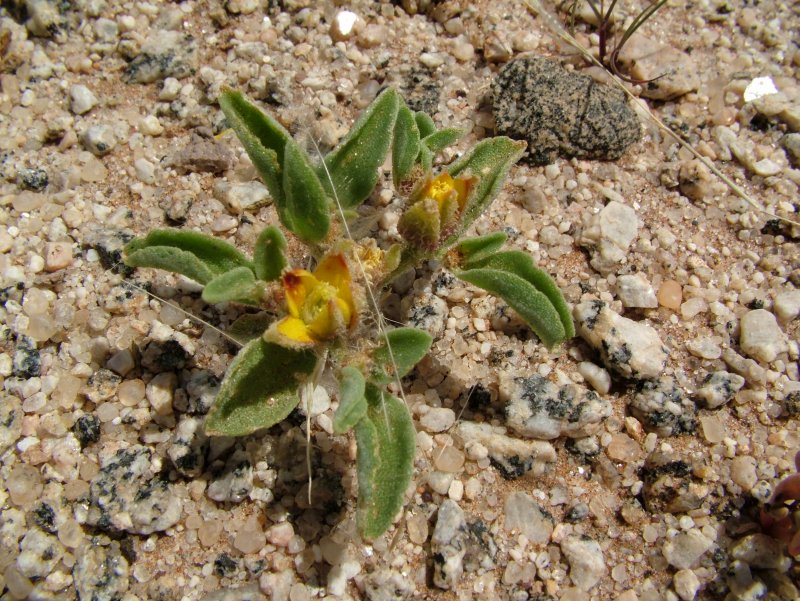 Aizoanthemum rehmannii