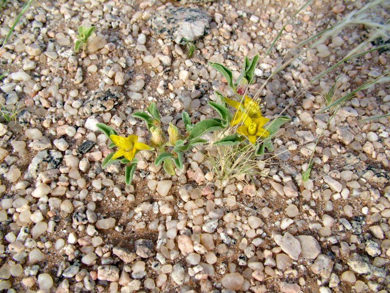 Aizoanthemum rehmannii