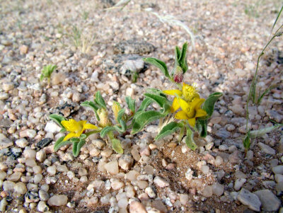 Aizoanthemum rehmannii