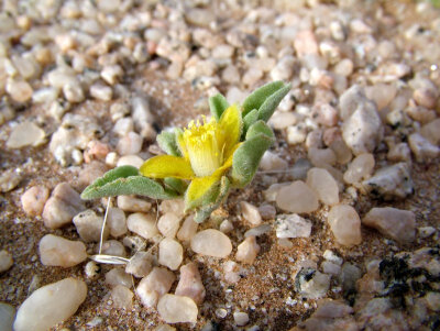 Aizoanthemum rehmannii