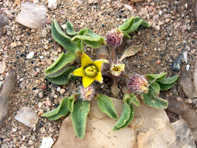 Aizoanthemum rehmannii