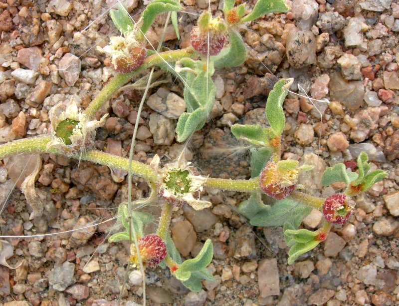 Aizoanthemum rehmannii