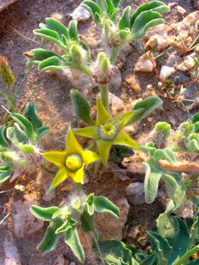 Aizoanthemum rehmannii