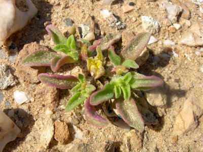 Aizoanthemum rehmannii