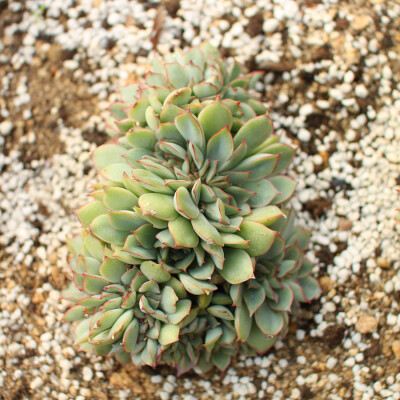 春节活动多肉植物月光女神缀化大群生