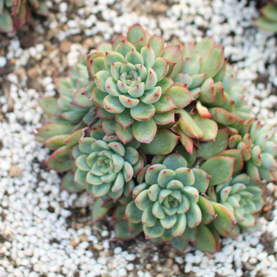 春节活动多肉植物群生大群女雏