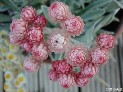 owl【植物神经】绝美蜡菊！ （ 菊科蜡菊属，种学名：Helichrysum ruby cluster，摄影：jonnygoodliff )