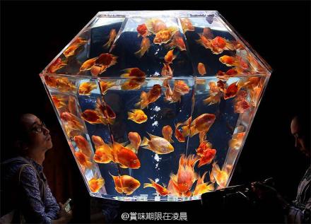 Art Aquarium Exhibition in Tokyo