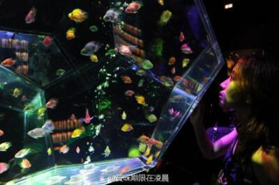 Art Aquarium Exhibition in Tokyo