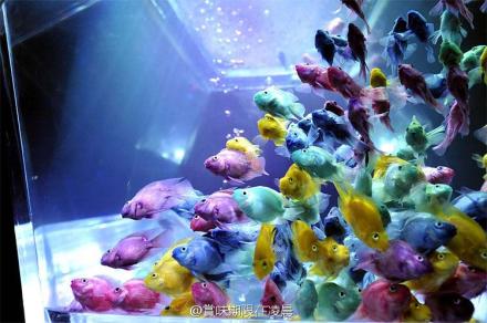 Art Aquarium Exhibition in Tokyo