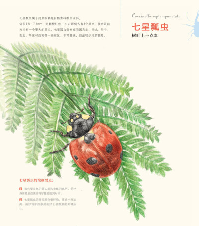 飞乐鸟-七星瓢虫