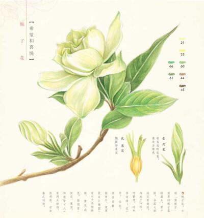 飞乐鸟-栀子花