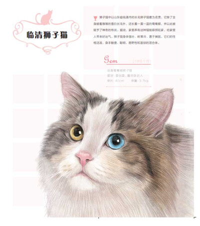 飞乐鸟-临清狮子猫