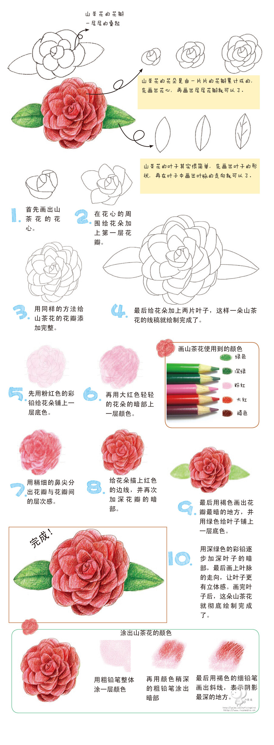 飞乐鸟-山茶花