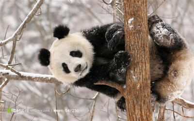 雪天树杈上的大熊猫摄影素材