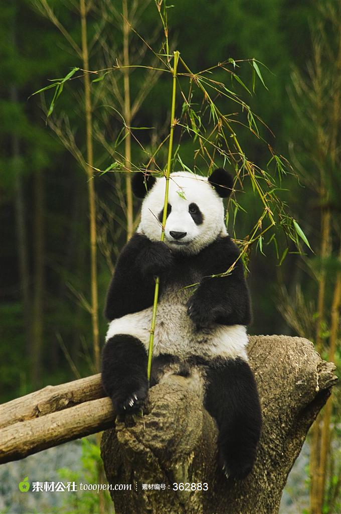 手拿竹子的熊猫图片素材