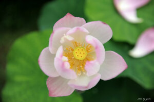 迷人的花朵