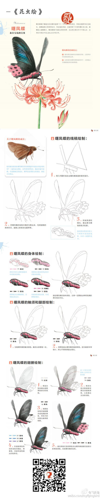 飞乐鸟的照