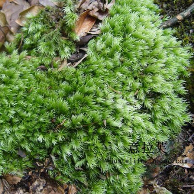 苔藓生态微景观 专用苔藓 白发藓 苔藓瓶diy材料