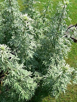 【苦艾草】学名：Artemisia absinthium。有效成分：侧柏酮（苦艾脑）。