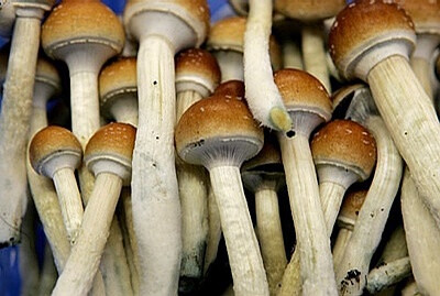 【蘑菇】学名：Psilocybin mushrooms。阿兹特克人的那瓦特语称这种蘑菇为teonanactl，可以被译为“神圣蘑菇”。有迹象表明，在庆典上食用的这种蘑菇可追溯到比哥伦比亚发现美洲大陆早得多的时期。