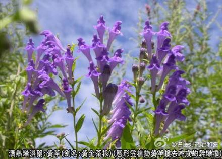 清热燥湿药-黄芩别名黄金茶根，能使血糖上升，并有利胆、抑制肠管运动和抗过敏的作用，临床应用主要为清泻肺火。此外，在治疗由湿热所致的便血、血淋(尿血)时，在去湿清热的方剂内，可加入黄芩。注：嫩黄芩与枯芩(片芩)功效大同小异。一般治热痢，清内热多用嫩黄芩;泻肺热，清肌表之热可用枯芩。