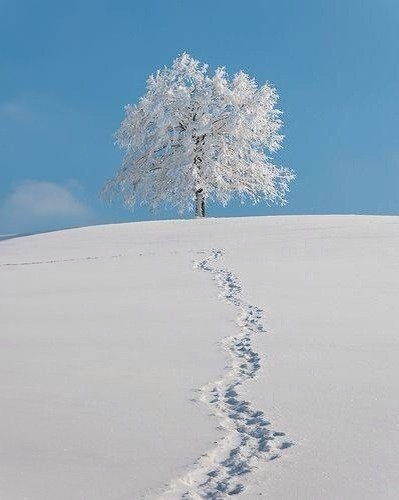 我也想带着一个人去雪乡，站在雪白的世界里～