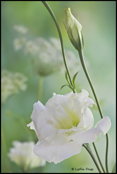 White Lisianthus