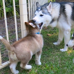 Checking for cavities