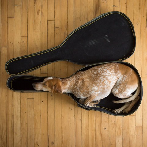 MADDIE THE COONHOUND